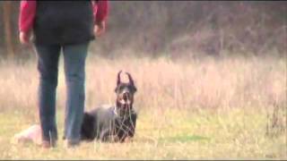 FORTUNATO DE LUMAR kennel: DON KAGJUGT JANZARA at Gratsiano training.