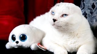 Cuddly Cat With No Ears and Blue Eyes Looks Just Like His Toy Seal Best Friend