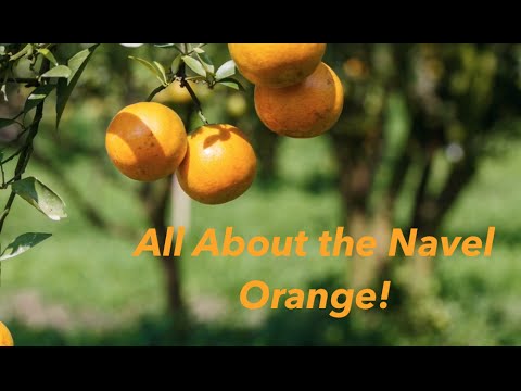 All About the Navel Orange - The FruitGuys