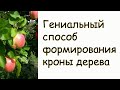 ГЕНИАЛЬНОЕ ПРОСТО Подвязка деревьев Новый способ Формирование кроны дерева