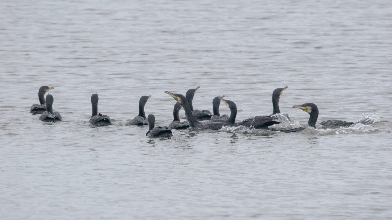 The great cormorants' group hunting YouTube