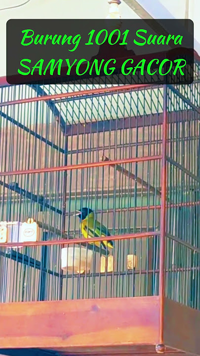 P a l i n g - B e r i s i k 💥 SAMYONG GACOR Full Isian, Burung 1001 Suara Memanggil Lawan.. #shorts