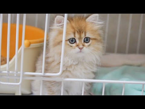 ある日突然、モフモフな可愛い子猫がやってきた!【ペルシャチンチラゴールデン】
