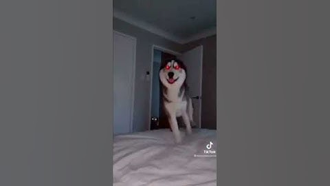 Smile Dog #short