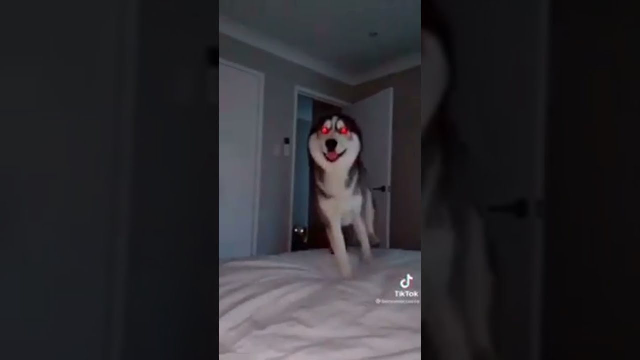 Smile Dog Short