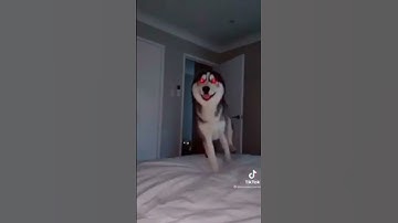 Thumbnail of Smile Dog #short