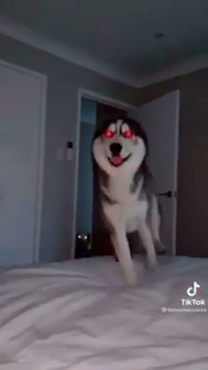 Smile Dog #short