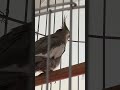 #ninfa #hablando #cantando #jugando #perro #ladra #funny #viral #parrot #birds #singing #cute