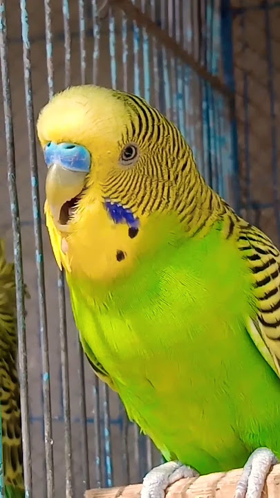 Happy 🥰 Budgie ❣️ sounds