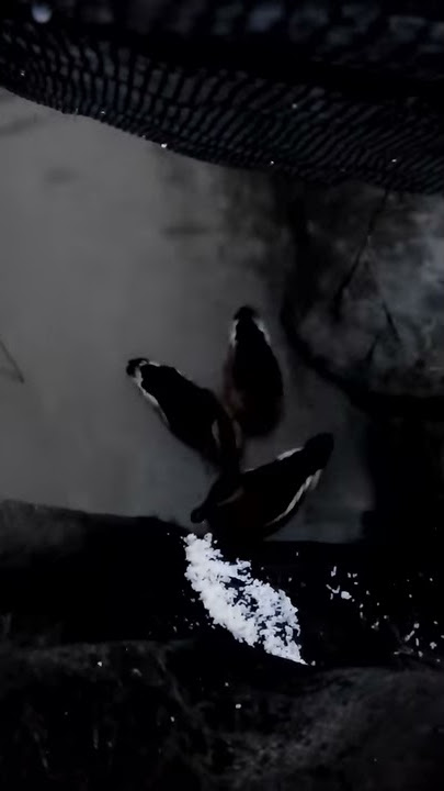 Pikat belibis mata abang