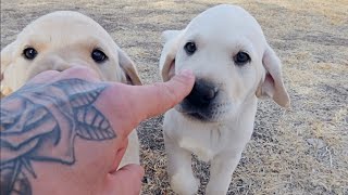 Labrador Puppies Play Tag!