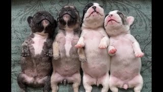 Sleepy Squad Goals: The Dreamiest Frenchie Puppies Drift to Dreamland