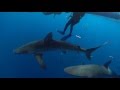 Garden of the Queen Shark Dive with Ariel Rosenstein by Howard Rosenstein