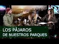 Los pájaros de nuestros parques - Entrevista en 11TV