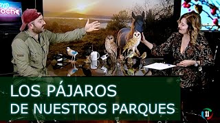 Los pájaros de nuestros parques - Entrevista en 11TV