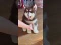 🤣🤣 #imut #pets #funny #puppy #dog #anjinglucu