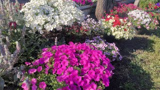 видео: Более 15 расцветок Каскадной Петунии сорт Изи Вейв/ Расскажу плюсы минусы, июнь 2022 картинка: Более 15 расцветок Каскадной Петунии сорт Изи Вейв/ Расскажу плюсы минусы, июнь 2022