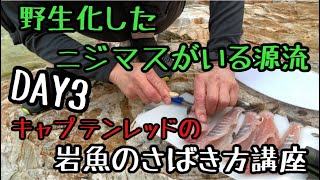 【渓流ルアー】野生化したニジマスがいる源流 岩魚のさばき方講座 【渓流ルアー】野生化したニジマスがいる源流 岩魚のさばき方講座