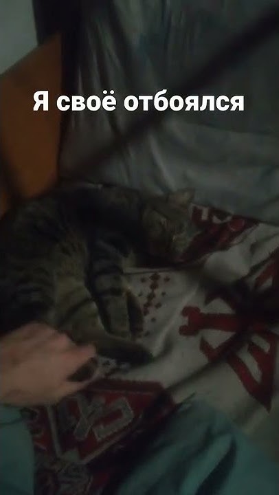 Собака, которой наплевать на медведя ролик. Видео я уже свое отбоялся. Свое отбоялся. Видео я уже свое отбоялся. Видео я уже свое отбоялся.