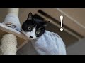 猫好きのお客さんだ!大歓迎猫、照れる猫、いろいろ反応