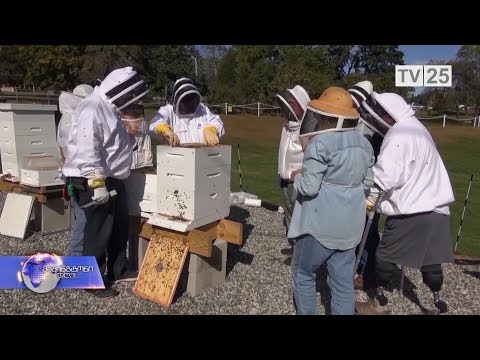 ვეტერანები ტრავმას მეფუტკრეობით ებრძვიან