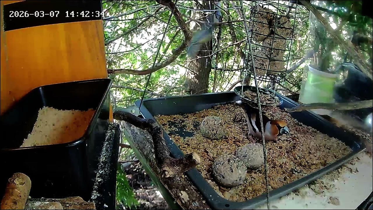 Früher Nachmittag an der Nuss-Tanke, Teil 2 (07.03.2026) 