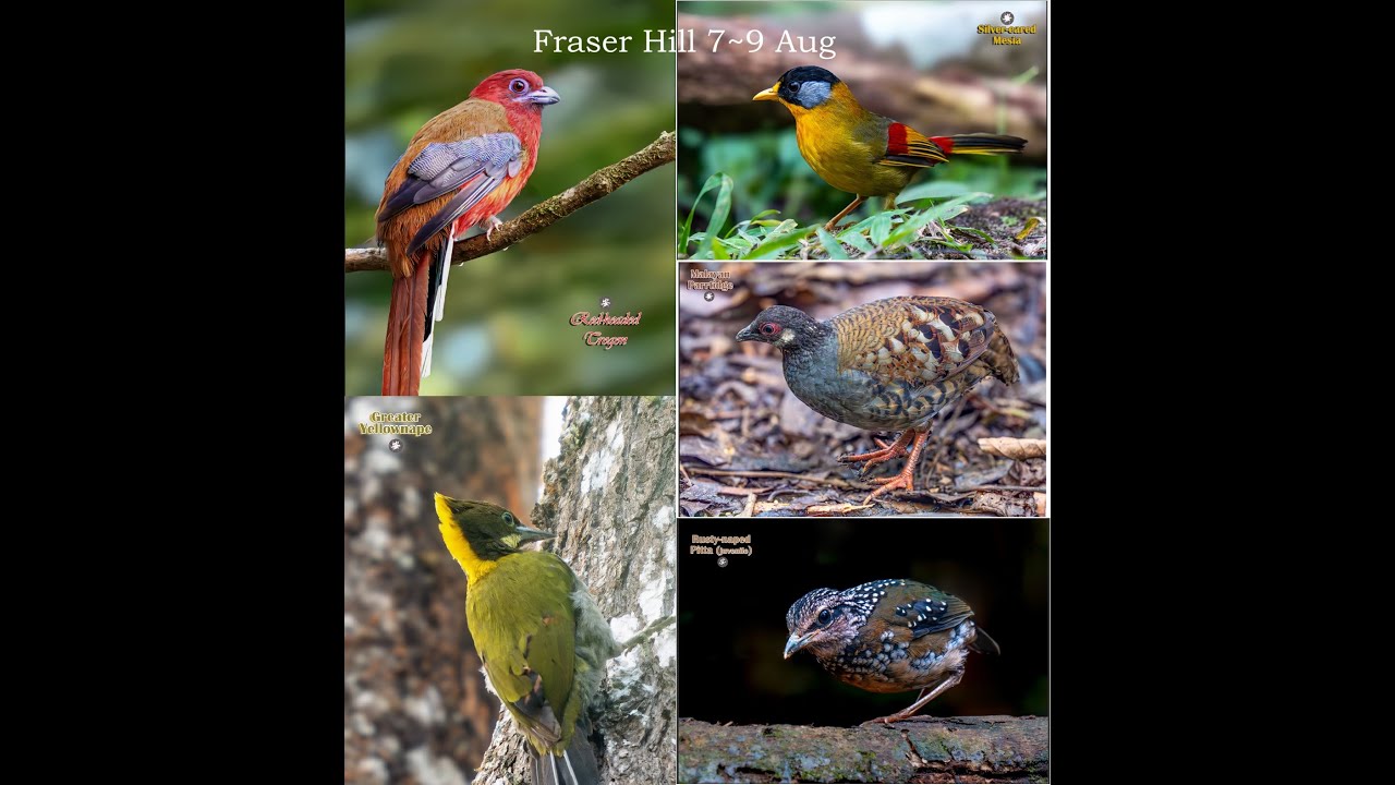 7~9th Aug  Fraser Hill Birding Trip