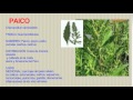 PLANTAS MEDICINALES DEL PERÚ - by Wideo.co