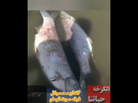 الاحتلال احوازنا کارون کرخه هورالعظیم 