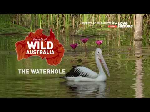 Тайны дикой природы Австралии : Водоемы 4K