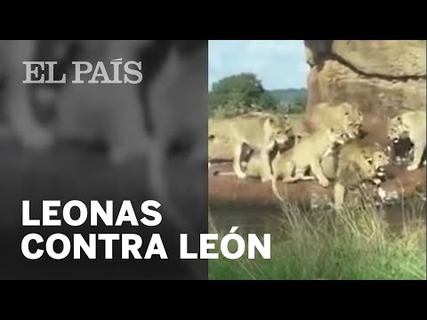 Un grupo de leonas ataca a un león | Blogs