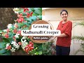 Comment faire pousser madhumalti heureux et en bonne sant  les bases du jardinage ep 15