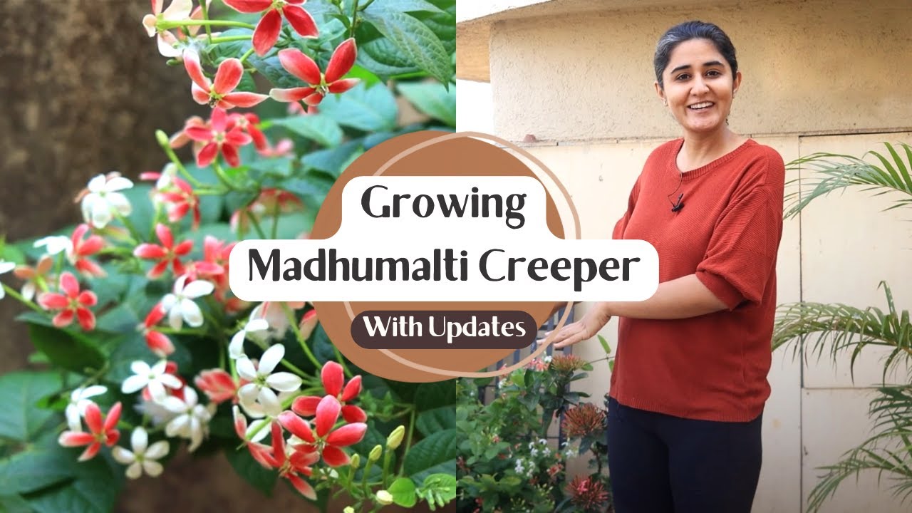 How to grow Madhumalti Happy and Healthy  Garden Up Basics Ep 15