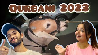 Qurbani 2023 ?