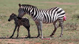 Amazing Wild Nature - Mother Zebra Giving Birth by Story Animal Giving Birth 3,745 views 1 year ago 3 minutes, 19 seconds