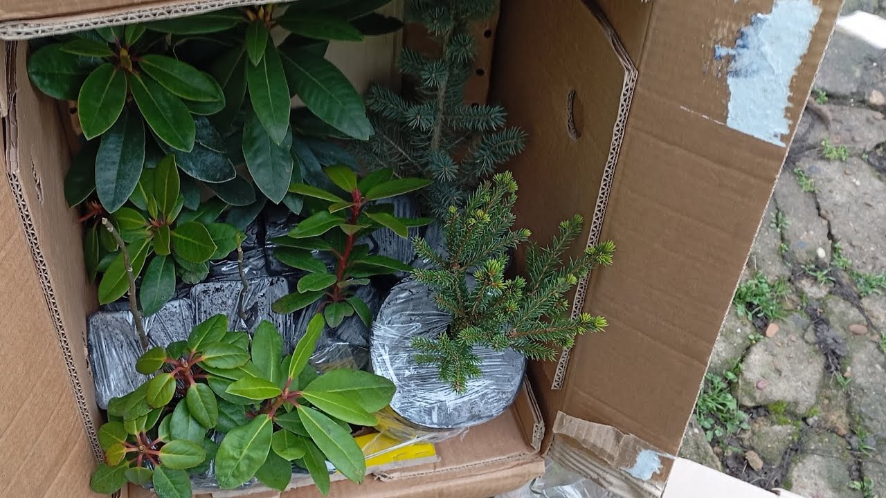 Я й не знала, що матиму стільки рододендронів🤭🤩🥳🇺🇦