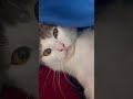 cat playing under blanket #cute