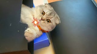 Kitten Adventures and Office Folders #meow #cat