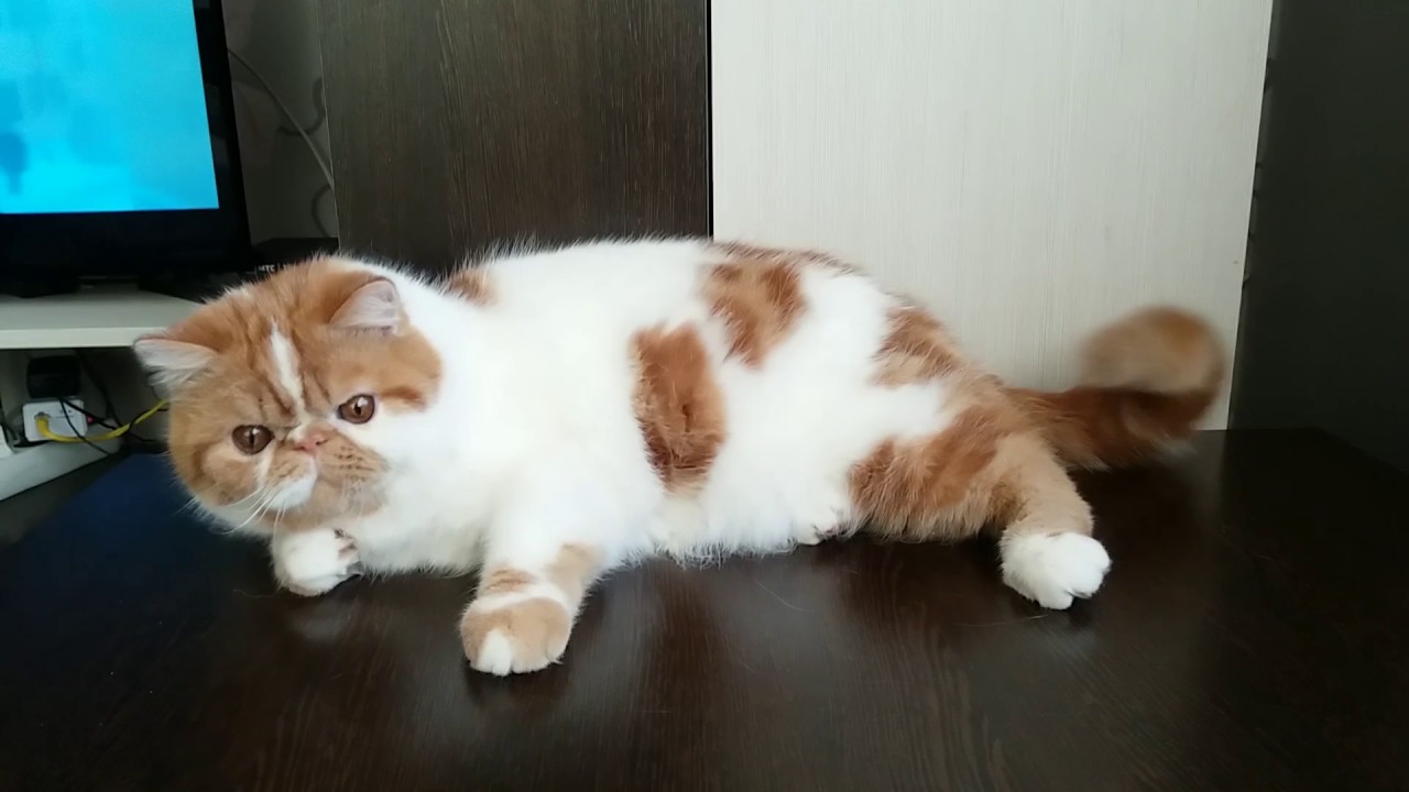 Exotic Shorthair Cat Red Tabby White Nearly 9 5 Months Youtube