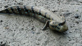 Mudskippers Feed On Algae And Other Small Creatures