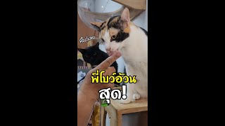 ใครจะเสียสละเนื้อ เพื่อทำแมวเลีย🤣 | ซุปตาร์หน้าแมว