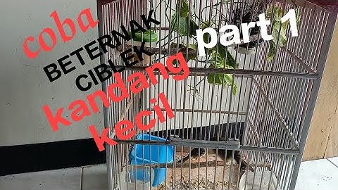 Tutorial Ternak Ciblek Kandang Gantung part 1#ciblek #ciblekkristal