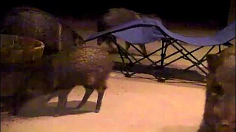 Hungry Javelinas 2