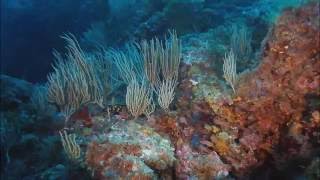 Buceo en Cabo de Palos