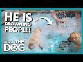 Is This Pool-Diving Dog a Danger to Others or Himself? |  It's Me or The Dog