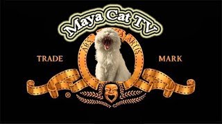 Kedi Korku Filmi (Weird Looking Cat Terrifies Young Man) by Maya Cat TV 377 views 5 years ago 1 minute