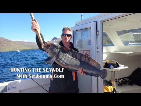 Hunting for the Seawolf boat fishing out of Sudureyri Iceland Pro Fishing  with Seabooms.Com 