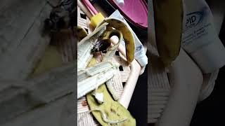 cockroach eating banana peel #cat #cockroach0