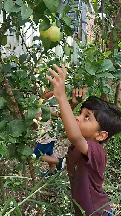 Triplets Garden Adventure #triplets #lemon #lifewithtriplets #siblingbonding