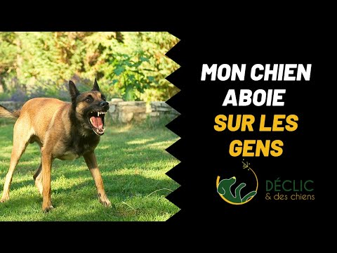 Mon chien aboie sur les gens : que faire ?